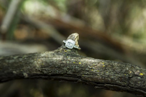 img_9590-casey-tara-ring