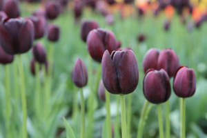 FLOWERS-2