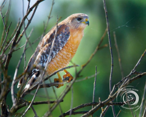 HAWK