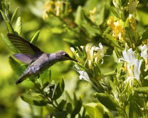 IMG_2683