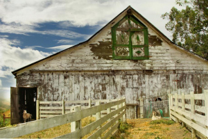 IMG_9853-BARN-GOAT