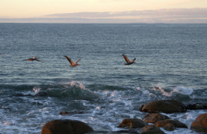 PELICANS-BEST-