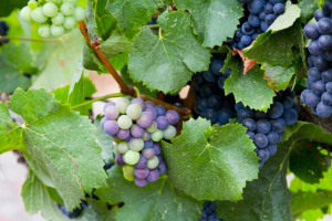 SUMMER-GRAPES.jpg-comp