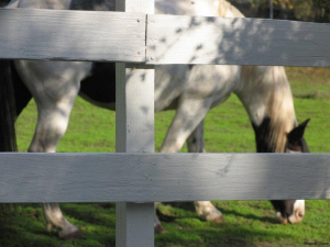 fencesb
