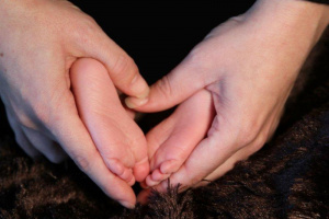 handsfeet